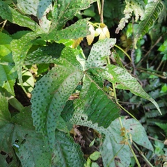 Tectaria heracleifolia