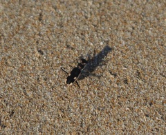 Hypaetha biramosa