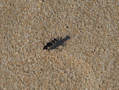 Hypaetha biramosa