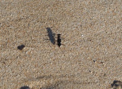 Hypaetha biramosa