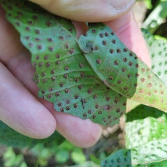 Tectaria heracleifolia