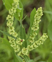 Rumex altissimus