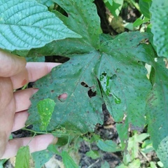 Tectaria heracleifolia