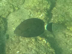 Acanthurus blochii