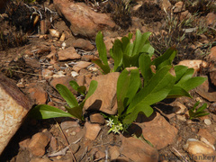 Pygmaeothamnus zeyheri