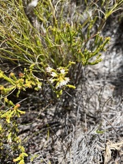 Erica labialis