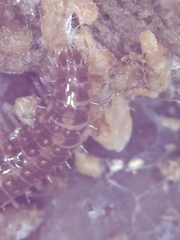 Cleidogona
