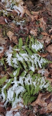 Dennstaedtia punctilobula