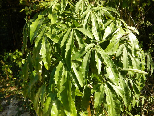 Syngonium auritum, photograph 5
