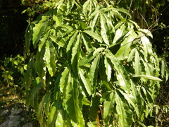 Syngonium auritum, photograph (c) stinger, some rights reserved (CC BY)