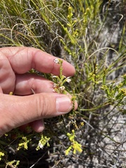 Erica labialis