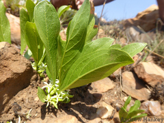 Pygmaeothamnus zeyheri