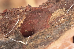 Limax cinereoniger