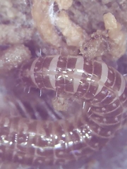 Cleidogona