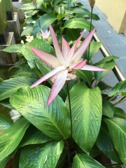 Goeppertia loeseneri