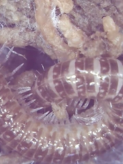 Cleidogona