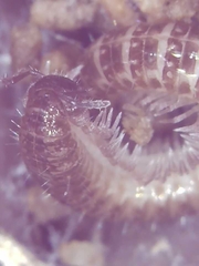Cleidogona
