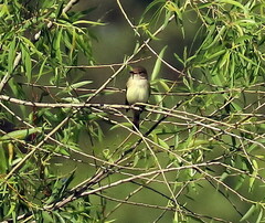 Empidonax traillii
