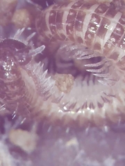 Cleidogona