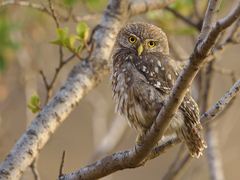 Glaucidium nana