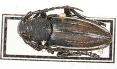 Dorcadion fuliginator