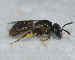 Lasioglossum imitatum