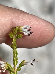 Erica labialis