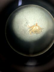 Amblyomma cajennense