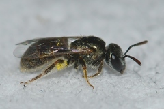 Lasioglossum imitatum