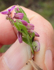 Polygala rehmannii