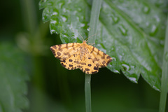 Pseudopanthera macularia
