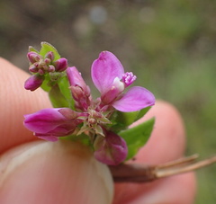 Polygala rehmannii