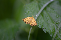 Pseudopanthera macularia