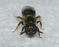 Lasioglossum imitatum