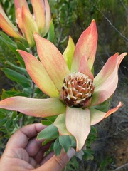 Leucadendron burchellii