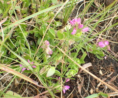Polygala rehmannii