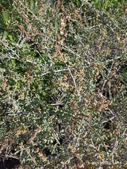 Salsola divaricata