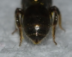 Lasioglossum imitatum