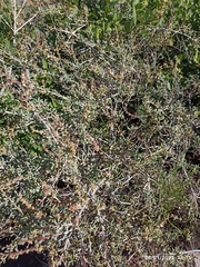 Salsola divaricata