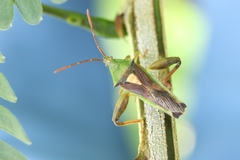 Lycambes