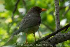 Turdus smithi