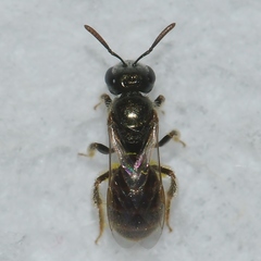 Lasioglossum imitatum