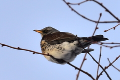 Turdus pilaris