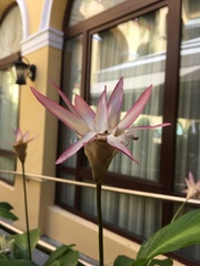 Goeppertia loeseneri