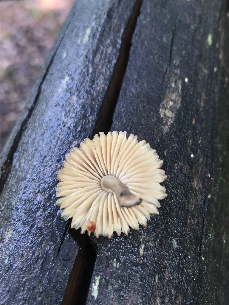 Heliocybe sulcata