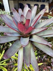 Alcantarea imperialis