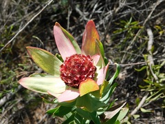 Leucadendron burchellii