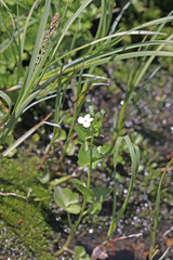 Cardamine cordifolia