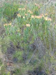 Leucadendron burchellii