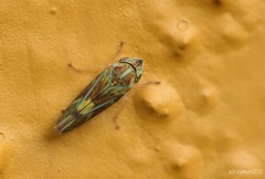 Graphocephala ignava